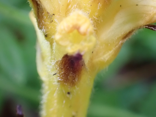 Image of Orobanche salviae by (c) Elias, some rights reserved (CC BY)