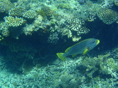 Plectorhinchus lineatus