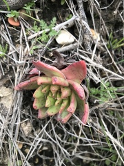 Dudleya farinosa