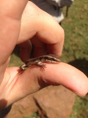 Trachylepis