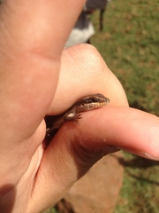 Trachylepis