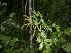 Dypsis procumbens