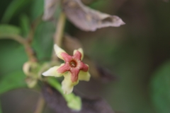 Mandevilla