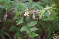 Mandevilla