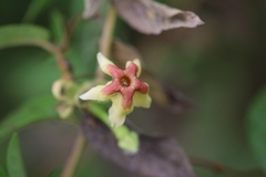 Mandevilla