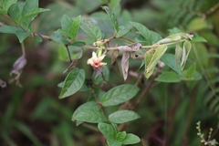 Mandevilla