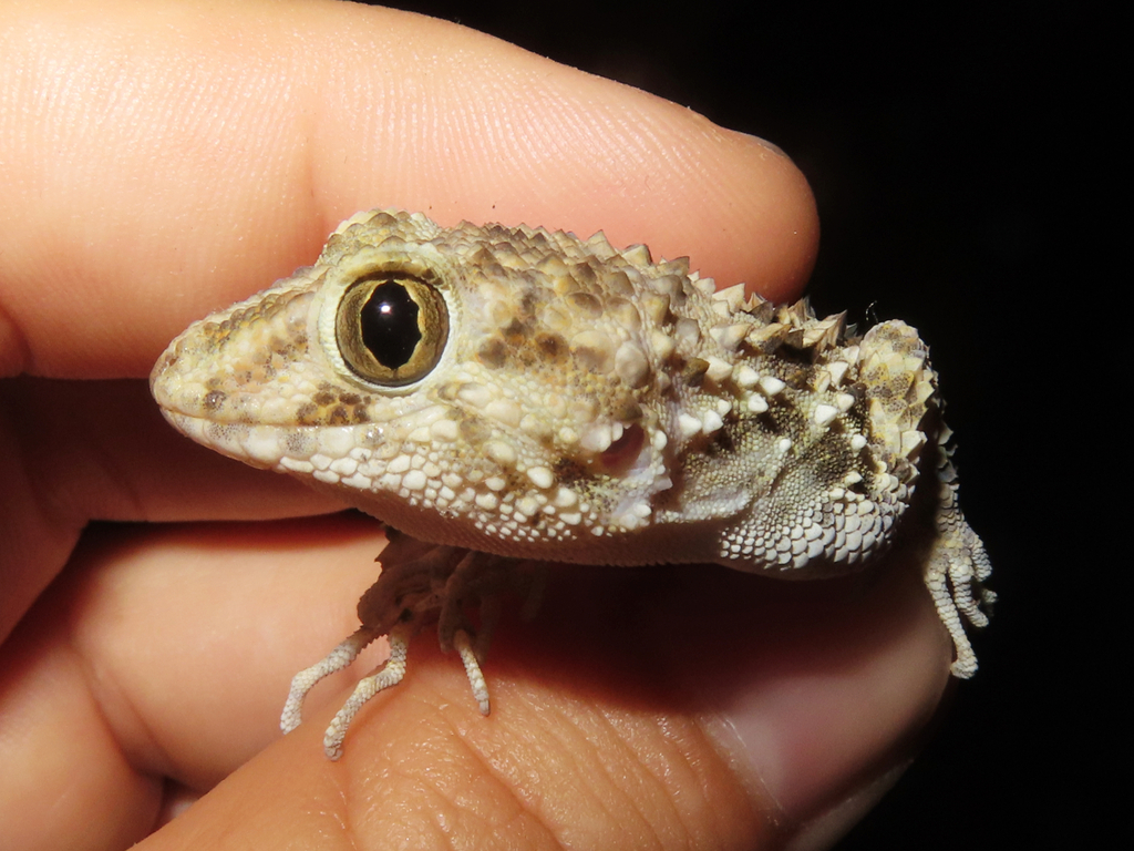 Caspian Bent-toed Gecko From Yerevan, Armenia On July 20, 2023 At 09:34 