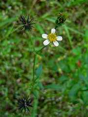 Bidens pilosa image