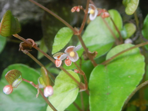 Begonia phoeniogramma