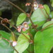 Begonia phoeniogramma - Photo (c) Lim Teck Wyn, osa oikeuksista pidätetään (CC BY-NC), lähettänyt Lim Teck Wyn