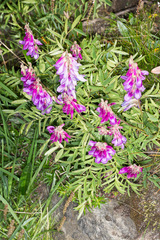 Hedysarum hedysaroides