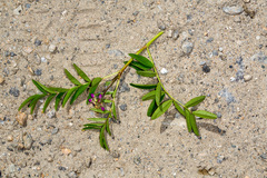 Hedysarum hedysaroides