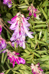 Hedysarum hedysaroides