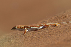 Meroles cuneirostris