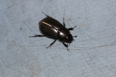 Dyscinetus