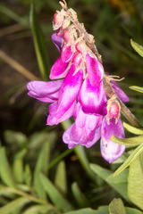 Hedysarum hedysaroides