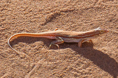 Meroles cuneirostris