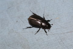 Dyscinetus