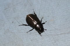 Dyscinetus