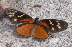 Eresia ithomioides