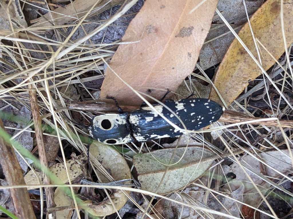 Arizona Eyed Click Beetle