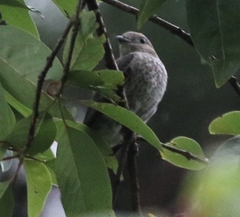 Cotinga amabilis image