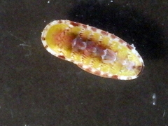 Stenochiton pilsbryanus