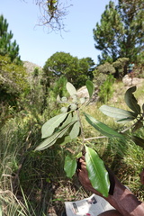 Pittosporum pachyphyllum