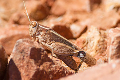 Acorypha
