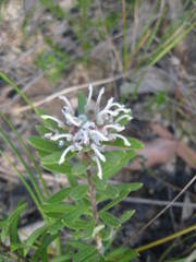 Grevillea phylicoides