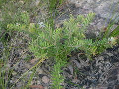 Grevillea phylicoides