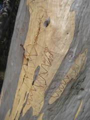 Eucalyptus sclerophylla