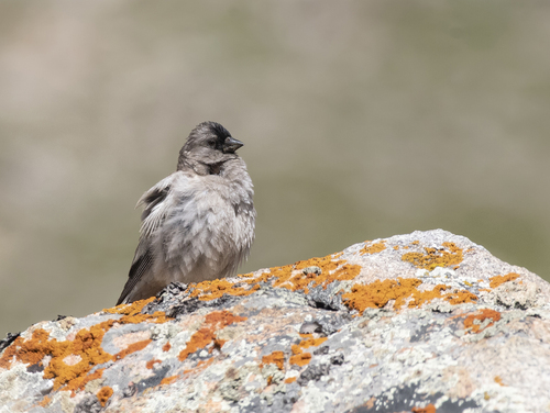 Brandt's Mountain Finch (Leucosticte brandti), photo 2