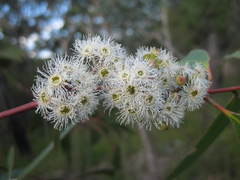 Eucalyptus sclerophylla