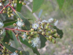 Eucalyptus sclerophylla