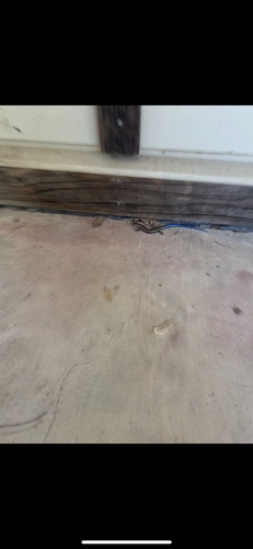 iNaturalist observation photo of Western Skink