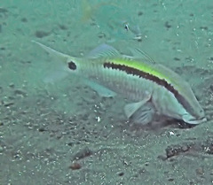 Parupeneus barberinus