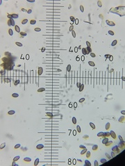 Mycocalicium subtile