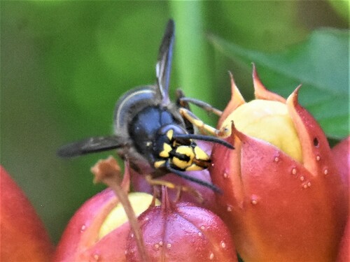 Median Wasp, Groesbeek, Nederland, photo 8 of 10