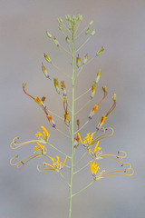 Coalisina angustifolia subsp. diandra image