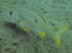 Lutjanus monostigma