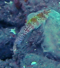 Cirrhitichthys falco