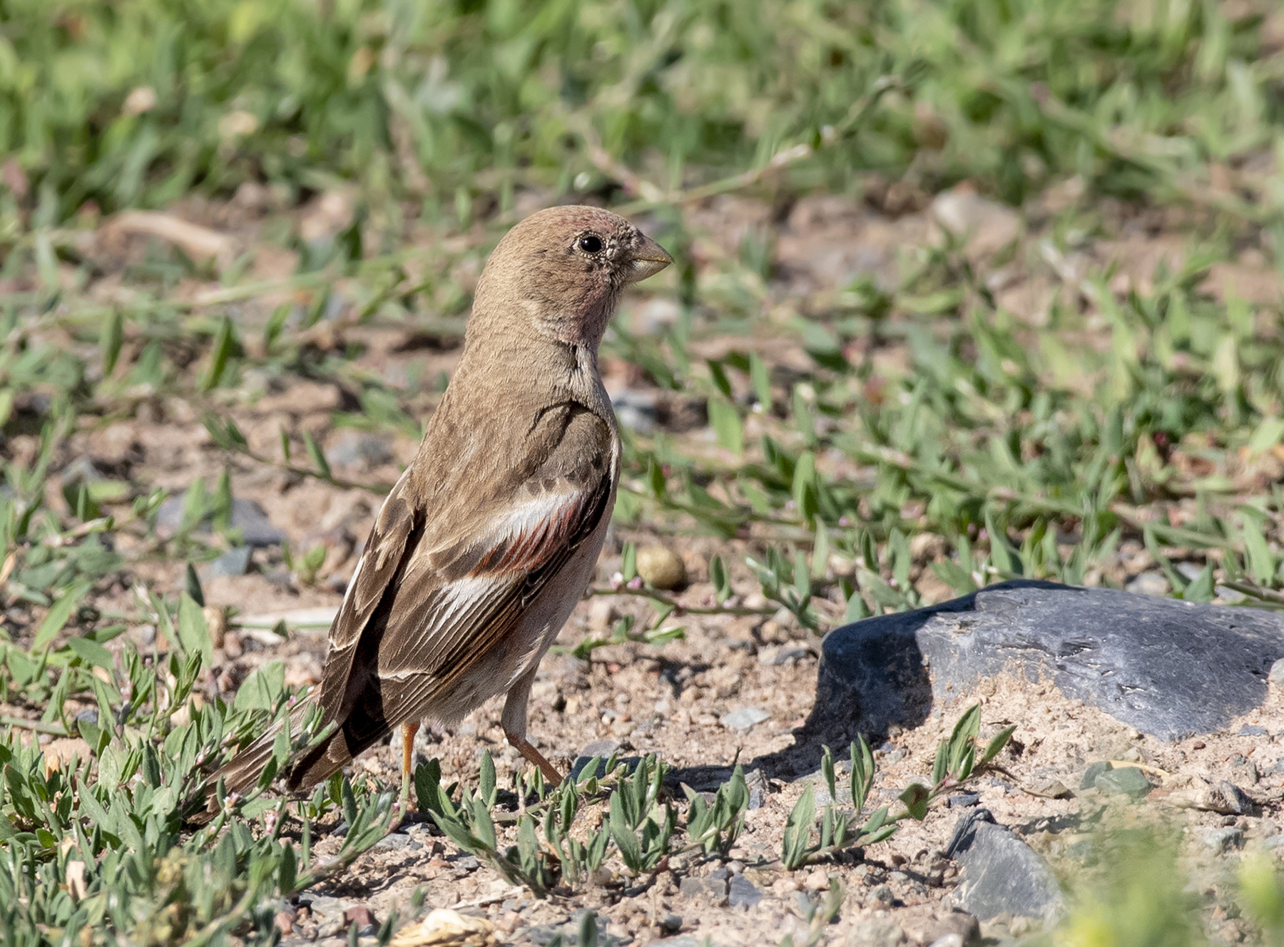 Mongolian Finch