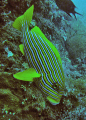Plectorhinchus polytaenia