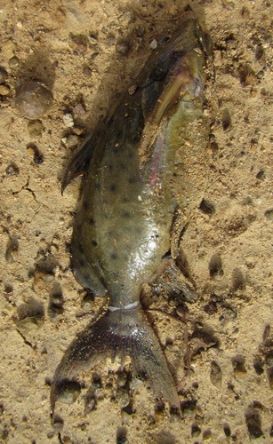 Synodontis ocellifer