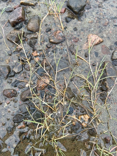 Puccinellia phryganodes
