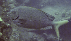 Siganus punctatus