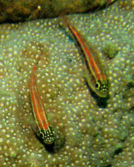 Helcogramma striata