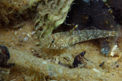 Nesogobius pulchellus
