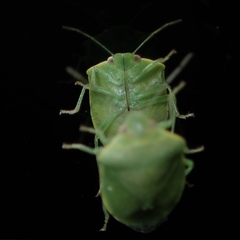 Acrosternum millierei